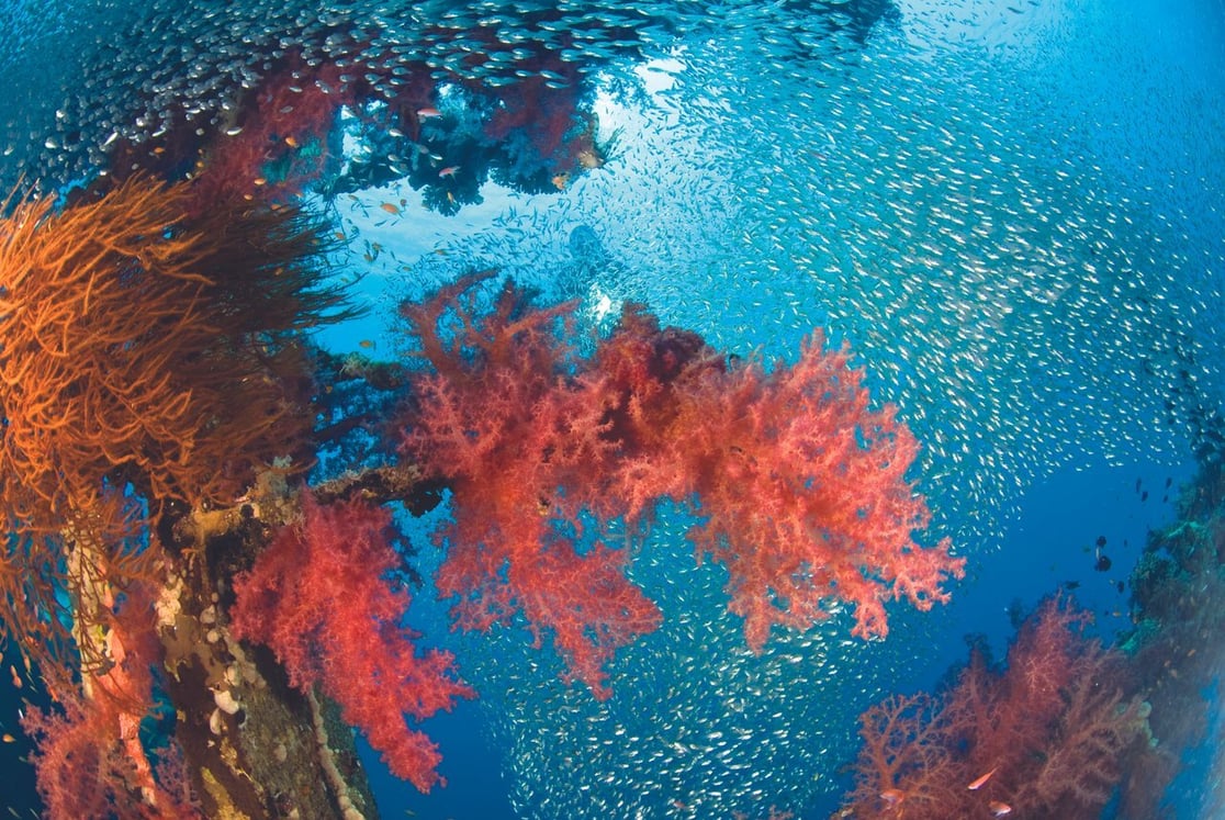 Aqaba-under-water-medium-2