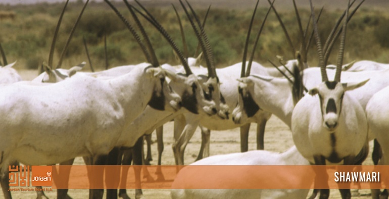 Shawmari Wildlife Reserve
