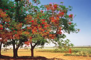 eco-nature