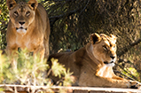 Jordanwildlife