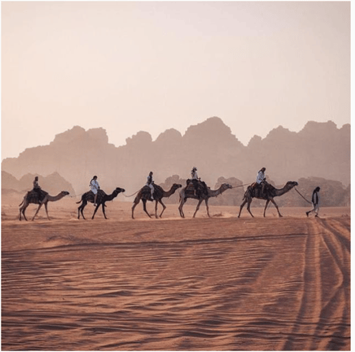 camels in jordan