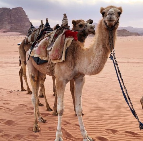 camels land and sea.jpeg