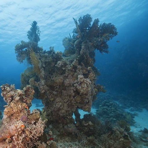 coral reef