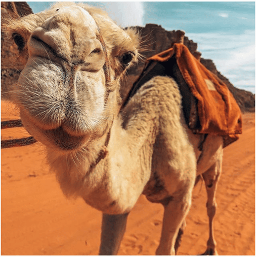wadi-rum-camel