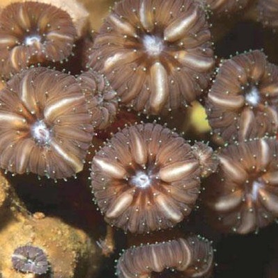 aquaba-corals-sq