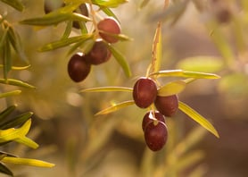 Olives-JPG