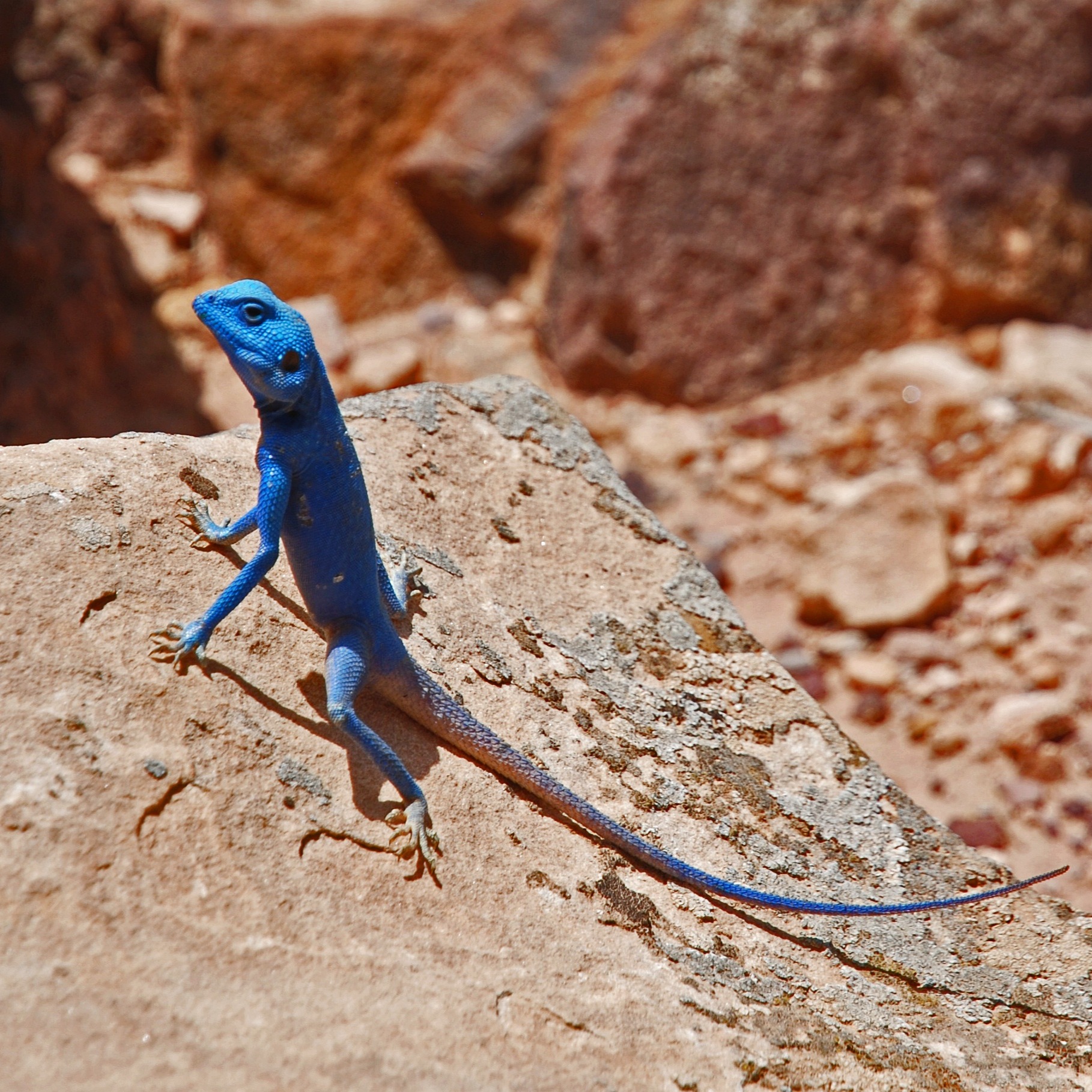 Block- Feynan Blue Sinia Lizard Block- Feynan Blue Sinia Lizard