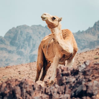 candid camel 1