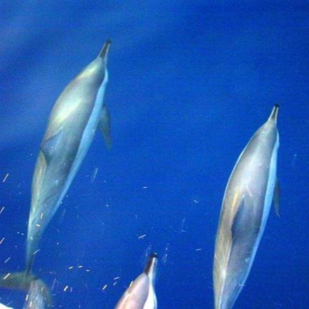 dolphins
