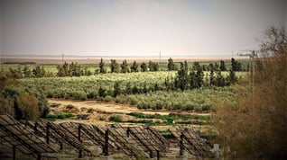 lf-olive-oil-farm-2-2