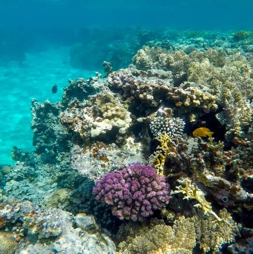 redsea