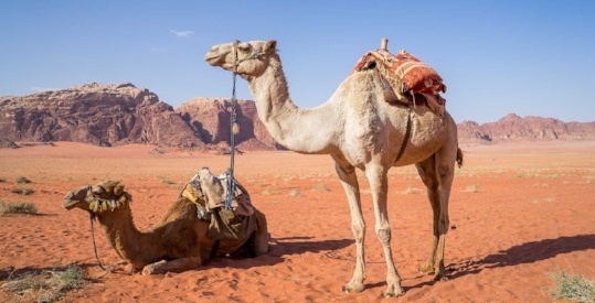 20160603-camel-1120371_1280-995974-edited
