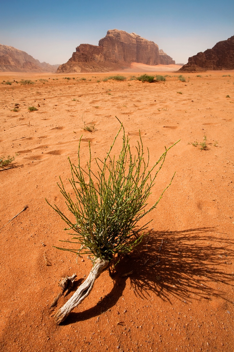 https://www.intrepidtravel.com/us/jordan/trek-jordan-108048