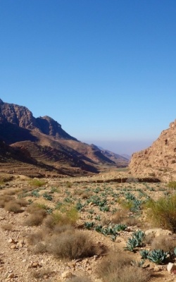 Portrait Image of Dana Biosphere Reserve